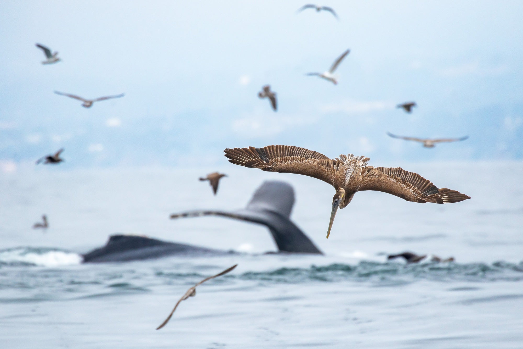 From the Ocean to Ancient Forests—Offshore Wind Can Work for